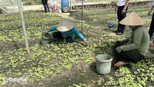 Xuân Lộc đẩy mạnh ứng dụng công nghệ cao vào trồng trọt