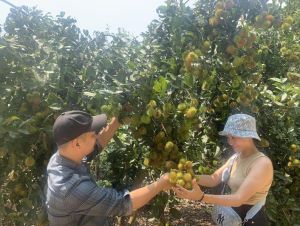 Dong Nai possesses different advantages to develop large-scale, safe agriculture