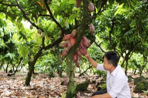 同奈优势安全发展、大规模农业行