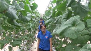 Tăng cường đầu tư nông nghiệp công nghệ cao