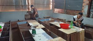 Mô hình nuôi dúi phát triển ở Sông Nhạn