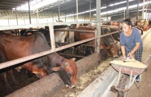 Giá bò hơi liên tục đứng ở mức thấp