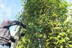 H.Cẩm Mỹ hình thành được những vùng chuyên canh giá trị cao