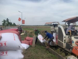 Tăng giá trị cạnh tranh cho ngành lúa gạo