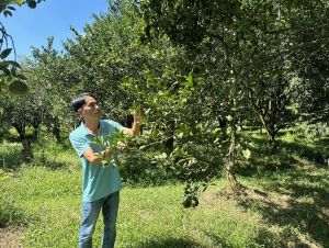 Xây dựng mô hình hợp tác xã trồng cây ăn trái có múi