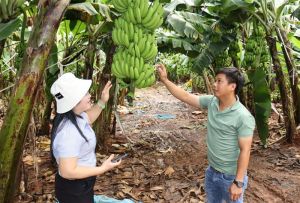Efforts are being made to restore the banana growing area code