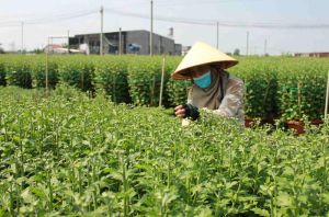 Nông dân trồng hoa hồi hộp chờ chợ Tết