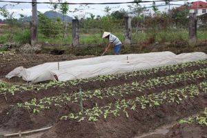 Farmers expect to plant more than 37.8 thousand hectares in the winter-spring crop of 2023-2034