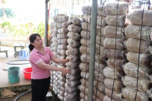 Làng nấm Bàu Cối tất bật lo vụ Tết