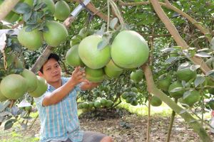 Vào vụ Tết, đặc sản bưởi Tân Triều có giá cao