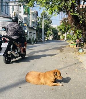 Chó thả rông, gieo mầm bệnh dại…