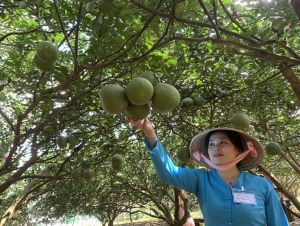 Nông dân hồi hộp vào vụ trái cây Tết