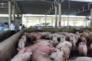 Tăng cường phòng dịch cho đàn vật nuôi thời điểm cuối năm