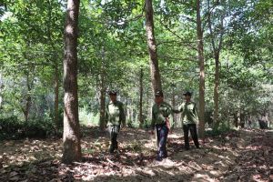 Đơn vị lâm nghiệp đầu tiên hoàn thành hồ sơ chứng chỉ rừng bền vững