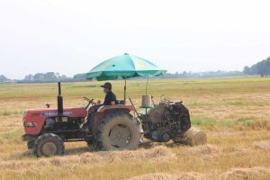 增加水稻竞争价值