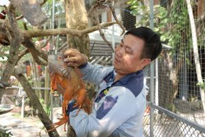 Thú chơi "nuôi Rồng đất"