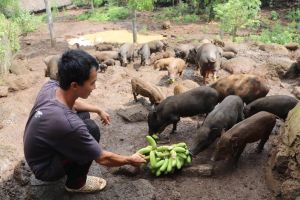 Dong Nai rapidly increases organic agricultural area
