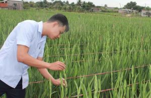 农民种花期盼着春节集市