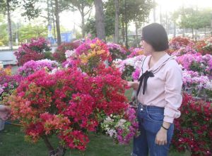 Gần 200 gian hàng tại hội chợ hoa xuân tại Trung tâm Hội nghị và Tổ chức sự kiện tỉnh