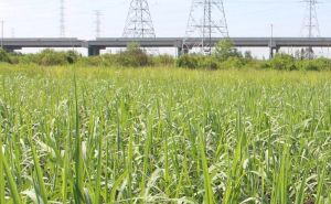 Nhon Trach현은 128만 헥타르 토지를 비농업 토지로 전환됨