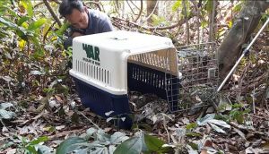 Thả hàng chục cá thể động vật hoang dã về rừng