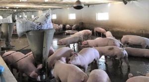 Strictly handle livestock farming activities that pollute the environment