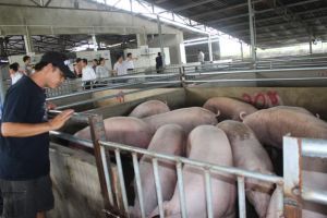 テト市場向けの豊富な食肉供給
