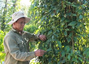 Replicating a number of effective supply chains