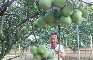 Khảo sát chọn các địa điểm để thực hiện mô hình Làng Văn hóa - Du lịch Tân Triều, tại xã Tân Bình