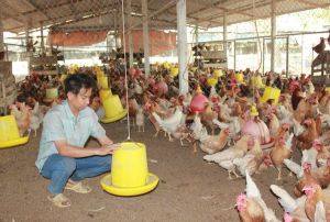 Chủ động phòng chống dịch bệnh trên vật nuôi ngay từ đầu năm