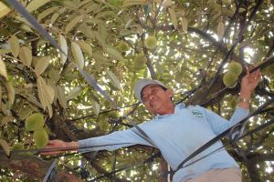 Người miền Tây về Núi tượng phát triển cây ăn trái