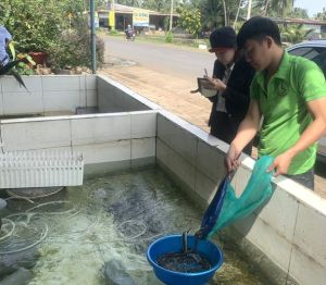 Nông dân trẻ làm giàu nhờ nuôi đặc sản cá chình