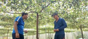 Trồng táo thành công trên vùng đất Mã Đà