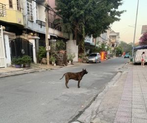 Cục Y tế dự phòng cảnh báo dịch bệnh dại gia tăng đột biến