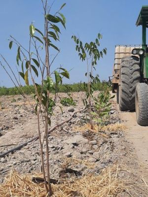 Tích cực tưới nước cứu sống cây rừng