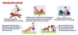 Thủ tướng Chính phủ yêu cầu các địa phương thực hiện nghiêm công tác phòng, chống bệnh dại