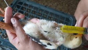 Sau khi có 1 trường hợp tử vong vì bệnh cúm A/H5N1, Bộ Y tế ban hành khuyến cáo
