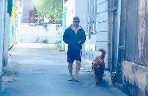 Việc thành lập các đội bắt chó thả rông trong toàn thành phố là việc cần thiết và sớm triển khai