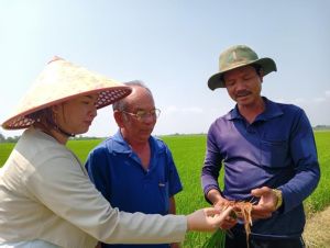 Nông dân trồng lúa năng suất cao nơi cánh đồng Dâu