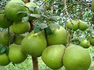 Phát triển sản phẩm, dịch vụ công nghiệp văn hóa