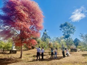 Độc đáo cây Cẩm lai Bà Rịa lá đỏ tại Chiến khu D