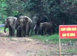 Từ đầu năm 2024 đến nay, voi rừng 79 lần ra ngoài tìm kiếm thức ăn