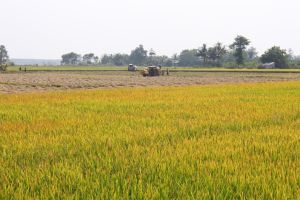 Quy định mới về hạn mức, tập trung tích tụ đất nông nghiệp