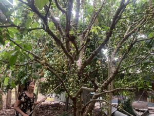 Dâu da là cây trồng cho lợi nhuận tốt tại xã An Phước