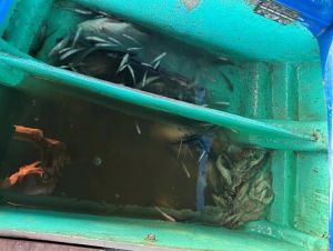 Có giải pháp ngăn chặn việc đổ thuốc trừ sâu xuống sông bắt thủy sản