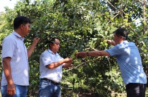 Niềm vui chôm chôm ra trái sớm