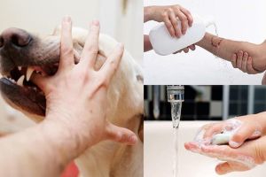 Ghi nhận ổ dịch bệnh dại thứ 7 trên địa bàn tỉnh