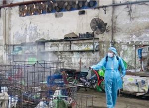 Khẩn trương tiêm vaccine phòng dại cho đàn chó mèo