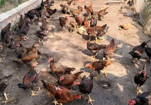 Bộ Y tế khuyến cáo khẩn phòng bệnh cúm gia cầm sau khi xuất hiện ca bệnh cúm A/H9 đầu tiên