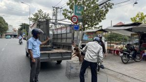 Thành phố Biên Hòa là địa phương có tổng đàn chó, mèo nhiều nhất tỉnh